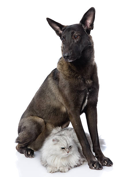 istock black dog and persian cat 178490981