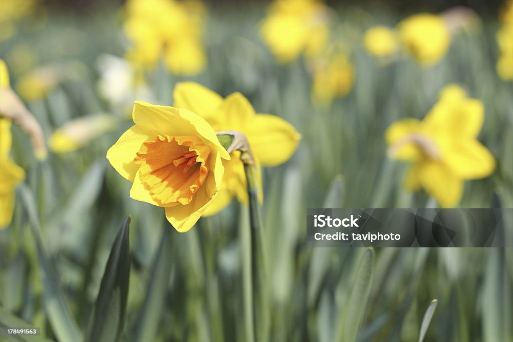 Hermosa amarillo narcissus - Foto de stock de Amarillo - Color libre de derechos