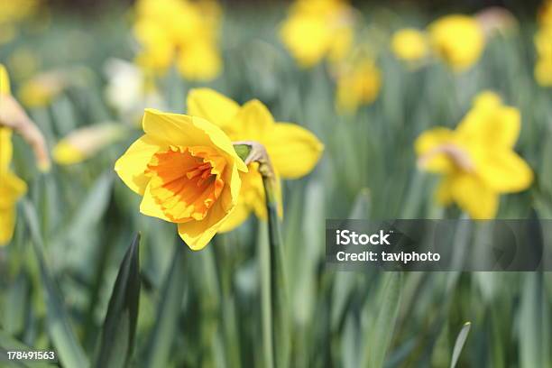 Hermosa Amarillo Narcissus Foto de stock y más banco de imágenes de Amarillo - Color - Amarillo - Color, Belleza, Belleza de la naturaleza