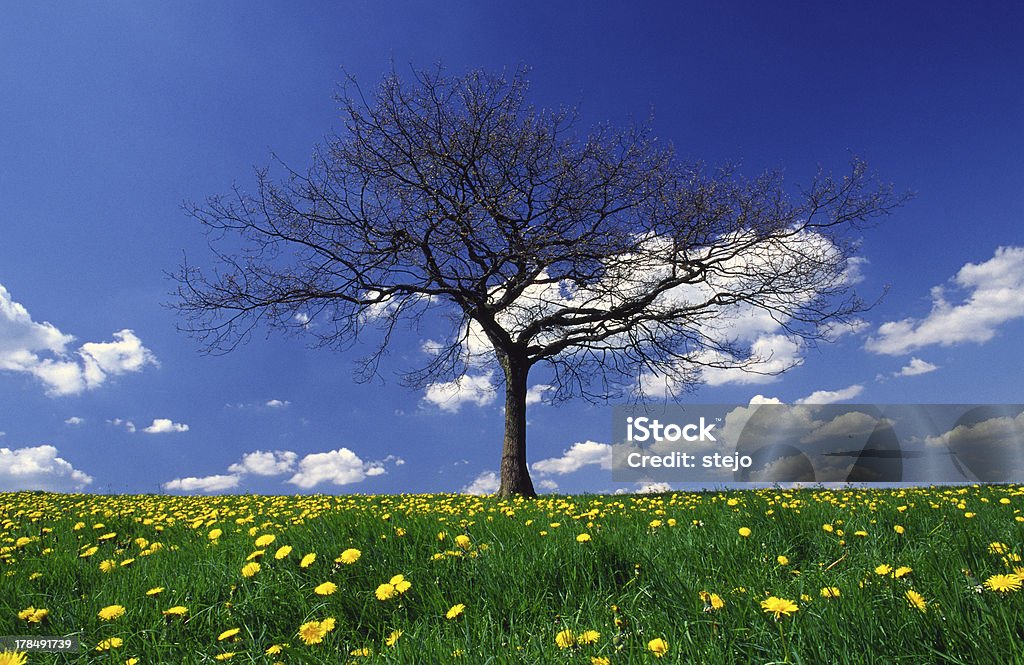 Baum im Frühling - Lizenzfrei April Stock-Foto