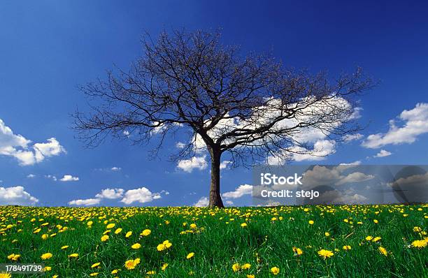 Árbol De Primavera Foto de stock y más banco de imágenes de Abril - Abril, Aire libre, Alimentar