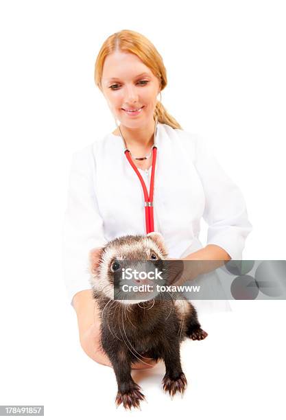 Jovem Médico Veterinário Examina Uma Doente Furão Doméstico - Fotografias de stock e mais imagens de Adulto