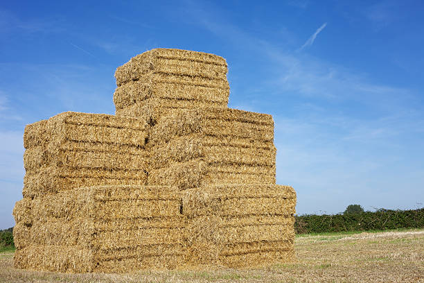 Stack Of Straw Bales stock photo