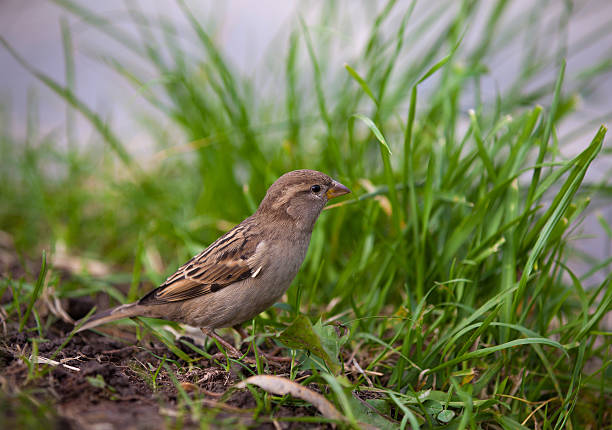 Brown sparrow in green grass stock photo