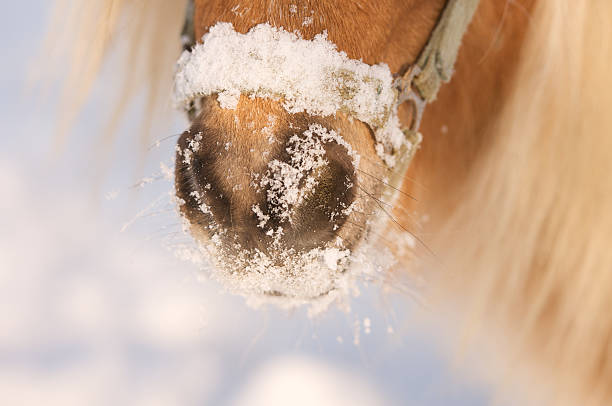 istock snout of a horse full with snow 178492437