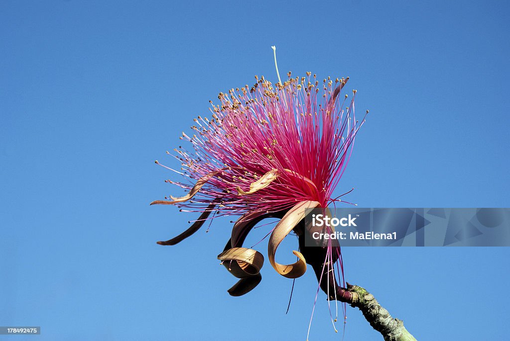 Bombax Ellipticum - Royalty-free Beleza natural Foto de stock