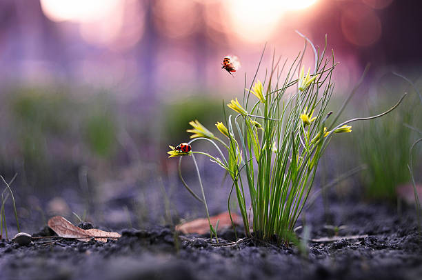 dois pequenos ladybugs retire a relva-do-mato - glen little imagens e fotografias de stock