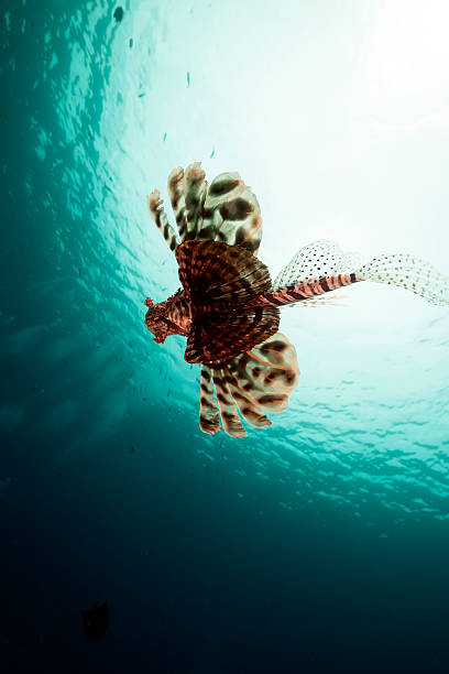 istock Lionfish of the Red Sea. 178492653