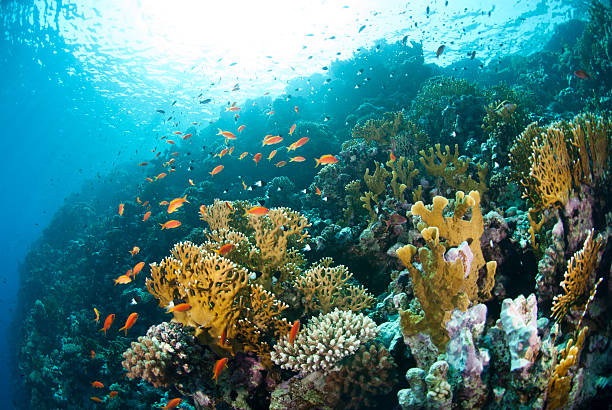 istock Vibrant and colourful underwater tropical coral reef scene, buzz 178493116