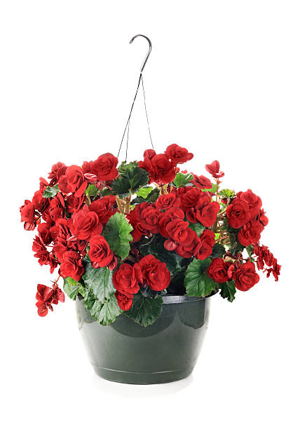 hanging begonias - begonia stock-fotos und bilder