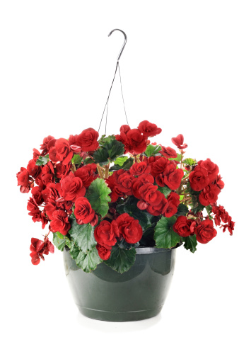 Hanging basket with Begonia flowers with slight shadow over a white background. For more flowers please see my lightbox