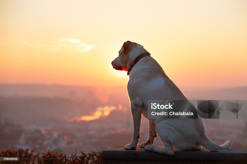 A dog looks out onto the horizon as the sun rises Yellow labrador retriever is looking at the sunrise Above Stock Photo