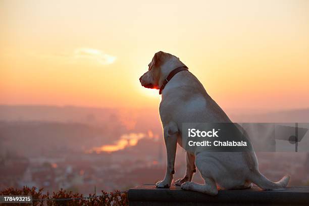 A Dog Looks Out Onto The Horizon As The Sun Rises Stock Photo - Download Image Now - Above, Absence, Ancient