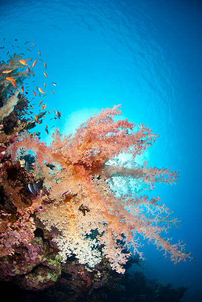 istock Vibrant and colourful underwater tropical soft coral reef scene. 178493596