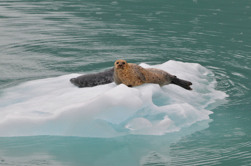 Vatnajokull is Iceland's largest glacier. It is also Europe's largest glacier by volume.