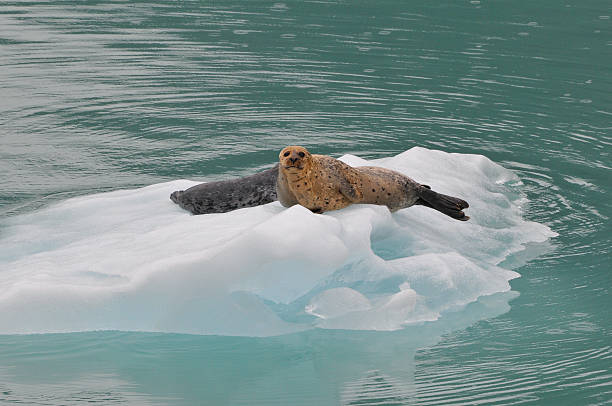 Two seals on iceberg. "A mother and pup seal on an ice flow outside Juneau, Alaska." juneau stock pictures, royalty-free photos & images
