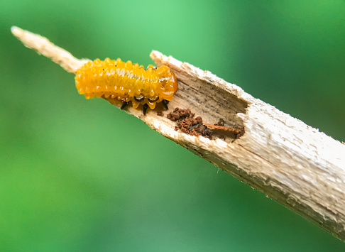 Slug moth caterpillar. Limacodidae family