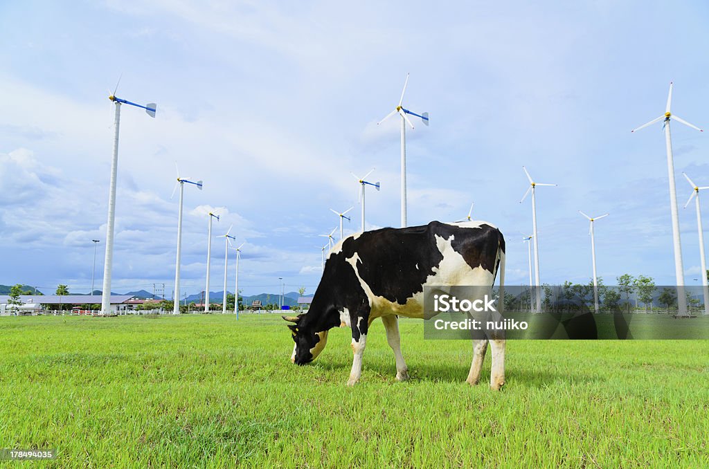 Vaches manger herbe dans la ferme avec Moulin à vent - Photo de Salle de traite libre de droits