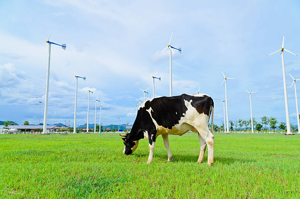 Perfectly integrated: livestock and wind energy