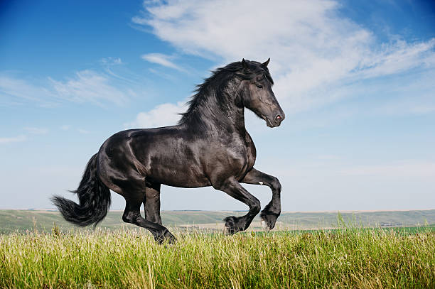 istock Beautiful black horse running gallop 178494065