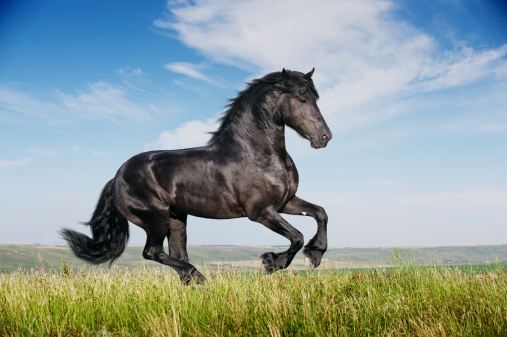Beautiful black friesian stallion running gallop on the field