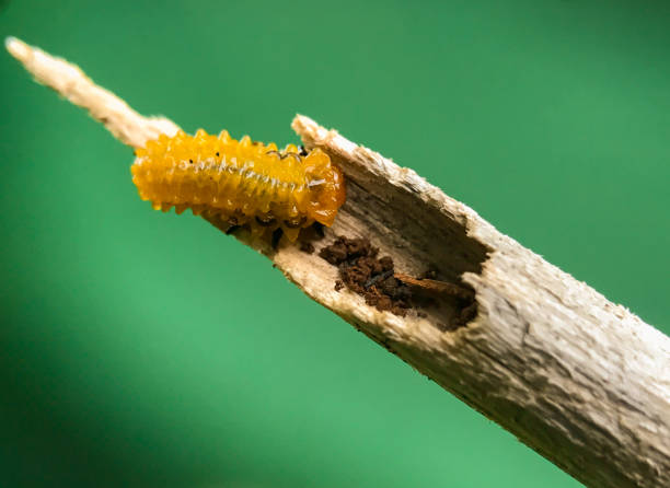 istock Slug moth caterpillar. Limacodidae family 1784940760
