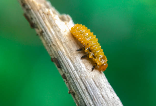 istock Slug moth caterpillar. Limacodidae family 1784940794