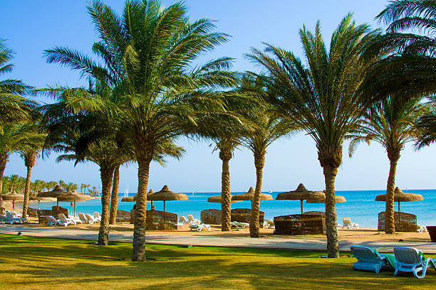 istock Tropical Beach with Coconut Palm Trees 178494465