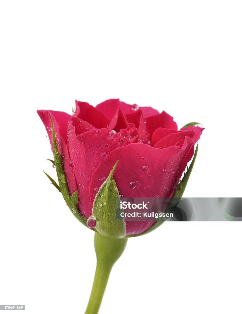 red rose with water droplets on white red rose with drops of water on a white background Beauty Stock Photo