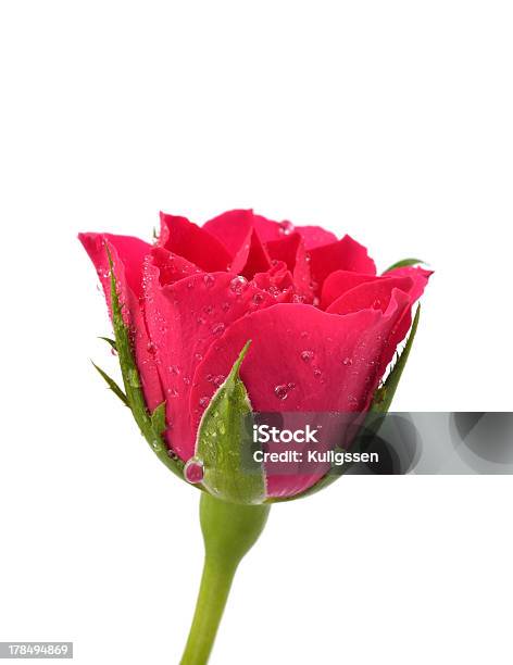 Red Rose With Water Droplets On White Stock Photo - Download Image Now - Beauty, Beauty In Nature, Blossom