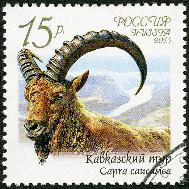 istock Russia 2013 Caucasian tur (Capra caucasica) 178494870