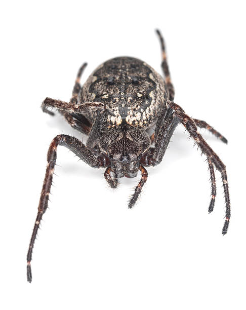 istock Orb-weaver spider isolated on white background 178495098