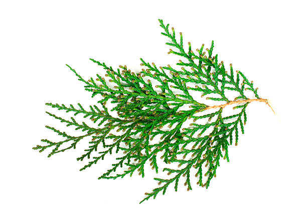 istock Evergreen branch white isolated 178495161