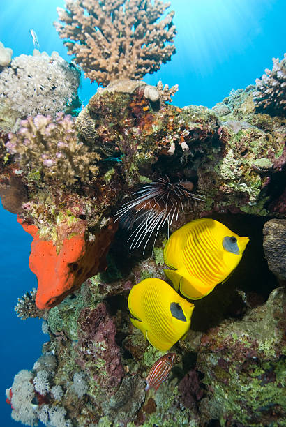 Tropical coral reef fish. Tropical fish: Masked butterflyfish (Chaetodon semilarvatus) and Clearfin lionfish) Pterois radiata). Naama Bay, Sharm el Sheikh, Egypt. pterois radiata stock pictures, royalty-free photos & images