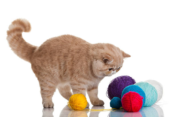 istock Exotic shorthair cat.  Cat with balls of threads. 178495585