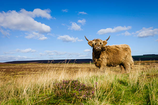 スコットランドハイランド牛、ノースヨークムーアズ、ヨークシャー、英国ます。 - highland cattle england cow north ストックフォトと画像