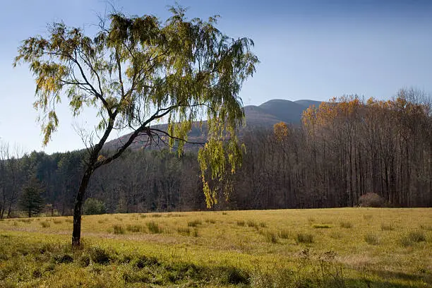 Photo of Lone Tree