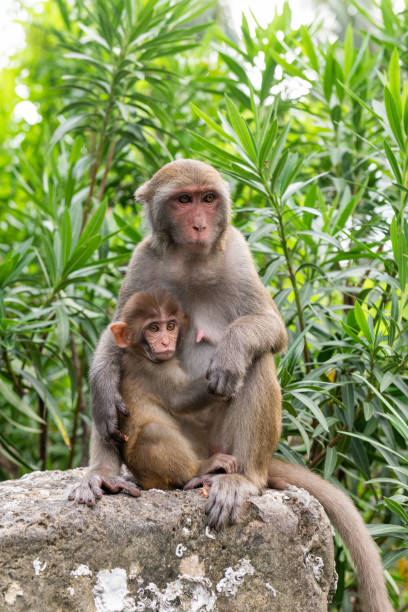 istock Macaque mother with baby in the jungle 1784956759