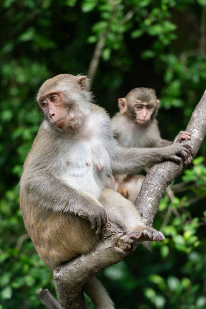 istock Macaque mother with baby in the jungle 1784956761