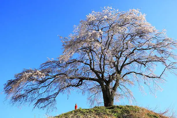 Weeping cherry tree and Jizo, Gunma, Japan