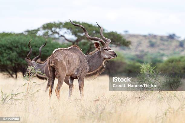 Photo libre de droit de Koudou Bull banque d'images et plus d'images libres de droit de Afrique - Afrique, Animaux à l'état sauvage, Antilope