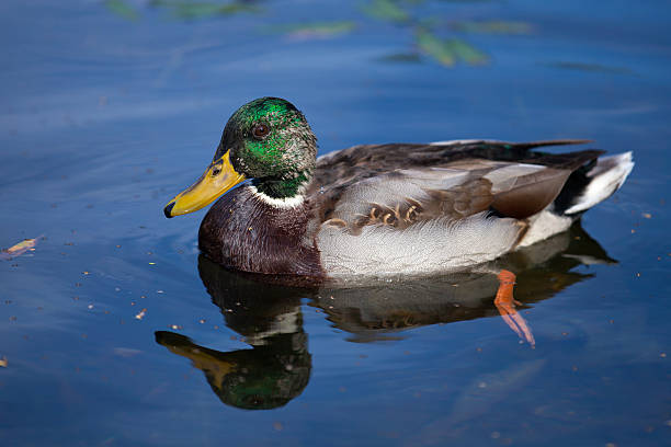 Colorful duck in water stock photo