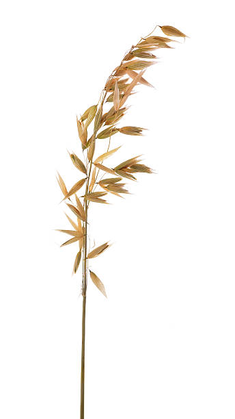 istock ear of oat isolated on white 178496136