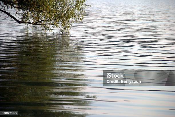 Branches Reflections Stock Photo - Download Image Now - Arranging, Beauty, Beauty In Nature