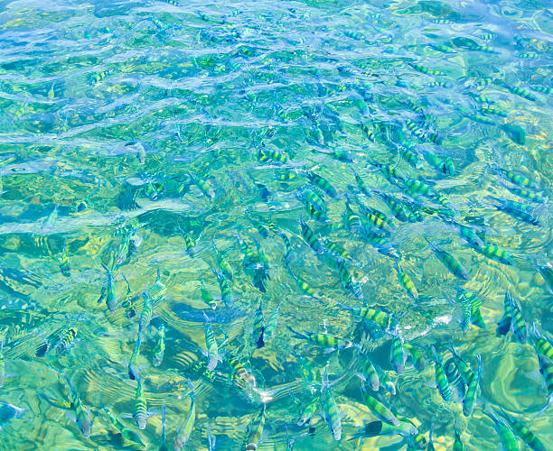 istock Fishes in the sea 178496401