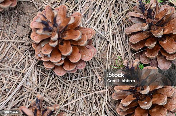 Conos De Pino En Tierra Foto de stock y más banco de imágenes de Abeto - Abeto, Adorno de navidad, Aire libre