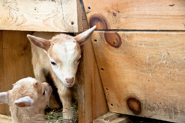 istock Pair of brown kids in a barn 178496480