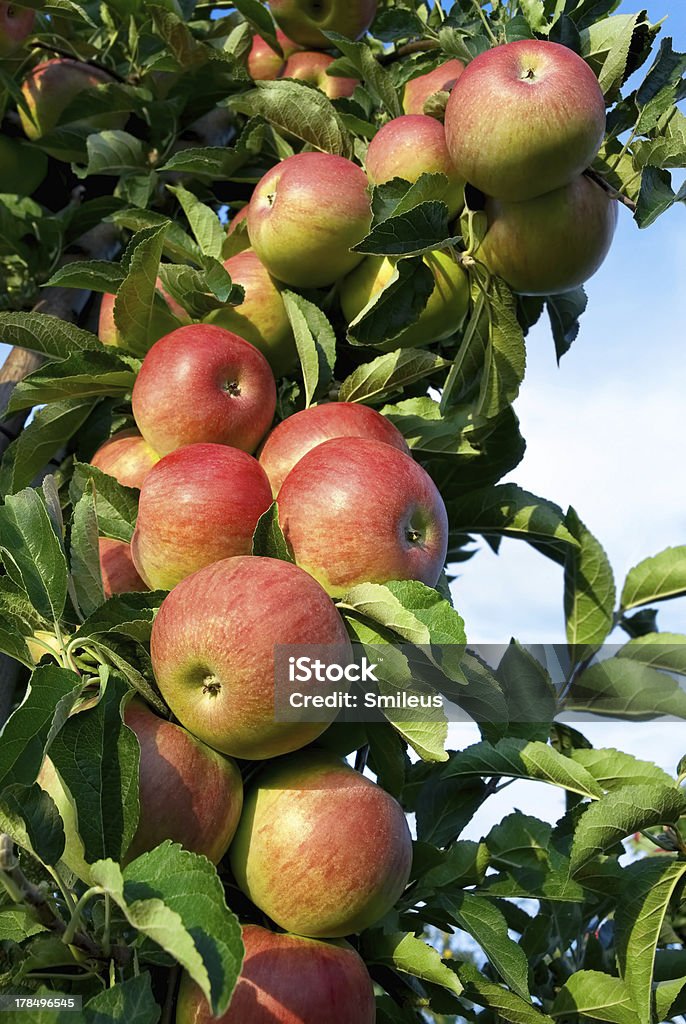 Mnóstwo czerwone jabłka na oddział - Zbiór zdjęć royalty-free (Bez ludzi)