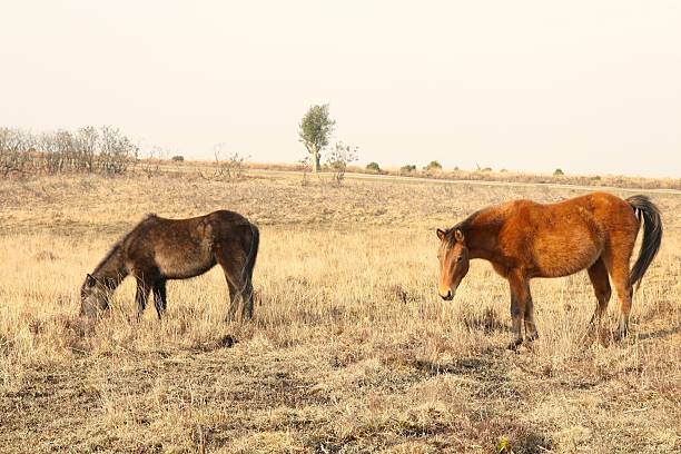 istock wild horses foraging heathland new forest national park winter 178496704