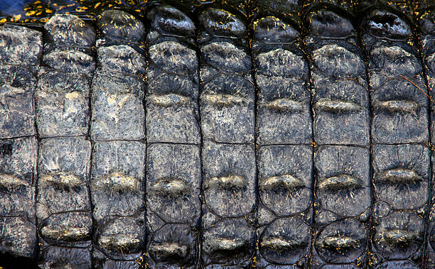 istock Close-up of crocodile skin 178496779
